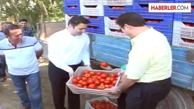 Tokat'ta domates ve biber hasadı başladı