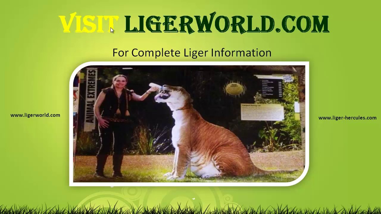 Liger Hercules & Moksha Bybee