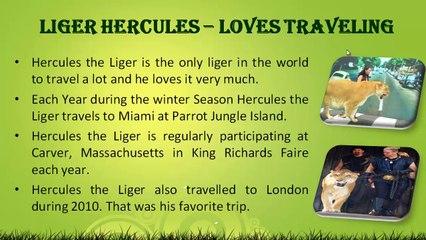 Liger Hercules Loves to Travel