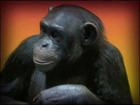 Macaco Xico anuncia Cobras & Lagartos no Vale a Pena Ver de Novo | HD