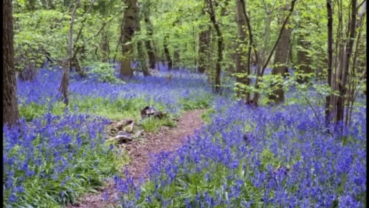 Musica para orar, musica instrumental de adoracion, Musica cristiana