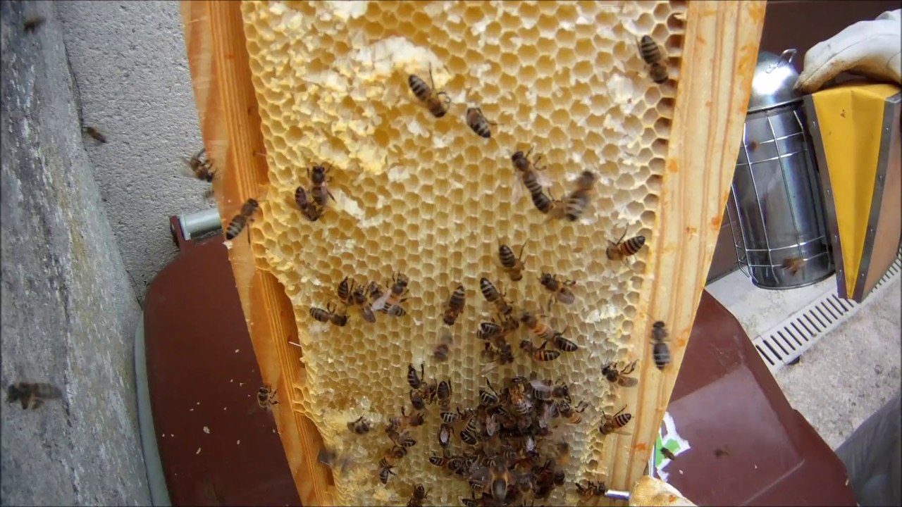 2014-07-22 - Récolte Miel Ruche A