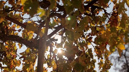 Go2Films- Numbered- Trailer