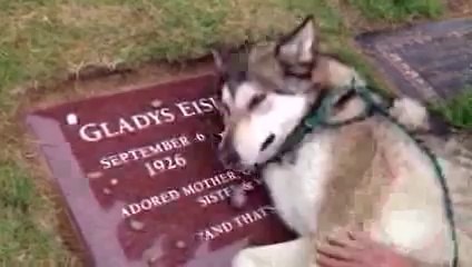 Wiley crying over Grandma