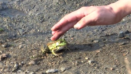 Frog training tips... Just crazy!