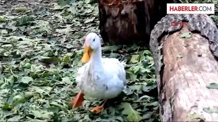 Kaynarca'da 15 Dakika Yağan Dolu, İlçeye Büyük Zarar Verdi