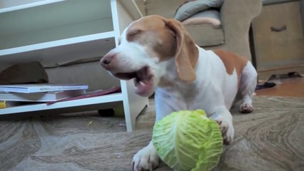 Dog vs. Spinning Cabbage: Cute Dog Maymo