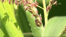 Controversial study: Syngenta pesticide, good or bad for bees?