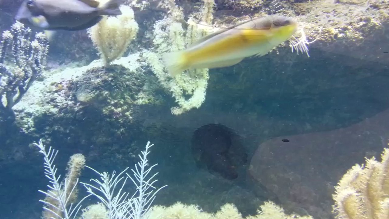 Musée de la mer à Biarritz le 10-07-14
