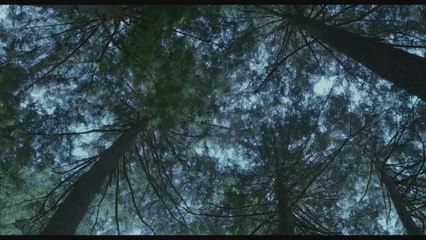 LA PLANETE DES SINGES : L'AFFRONTEMENT Bande-annonce vo 2