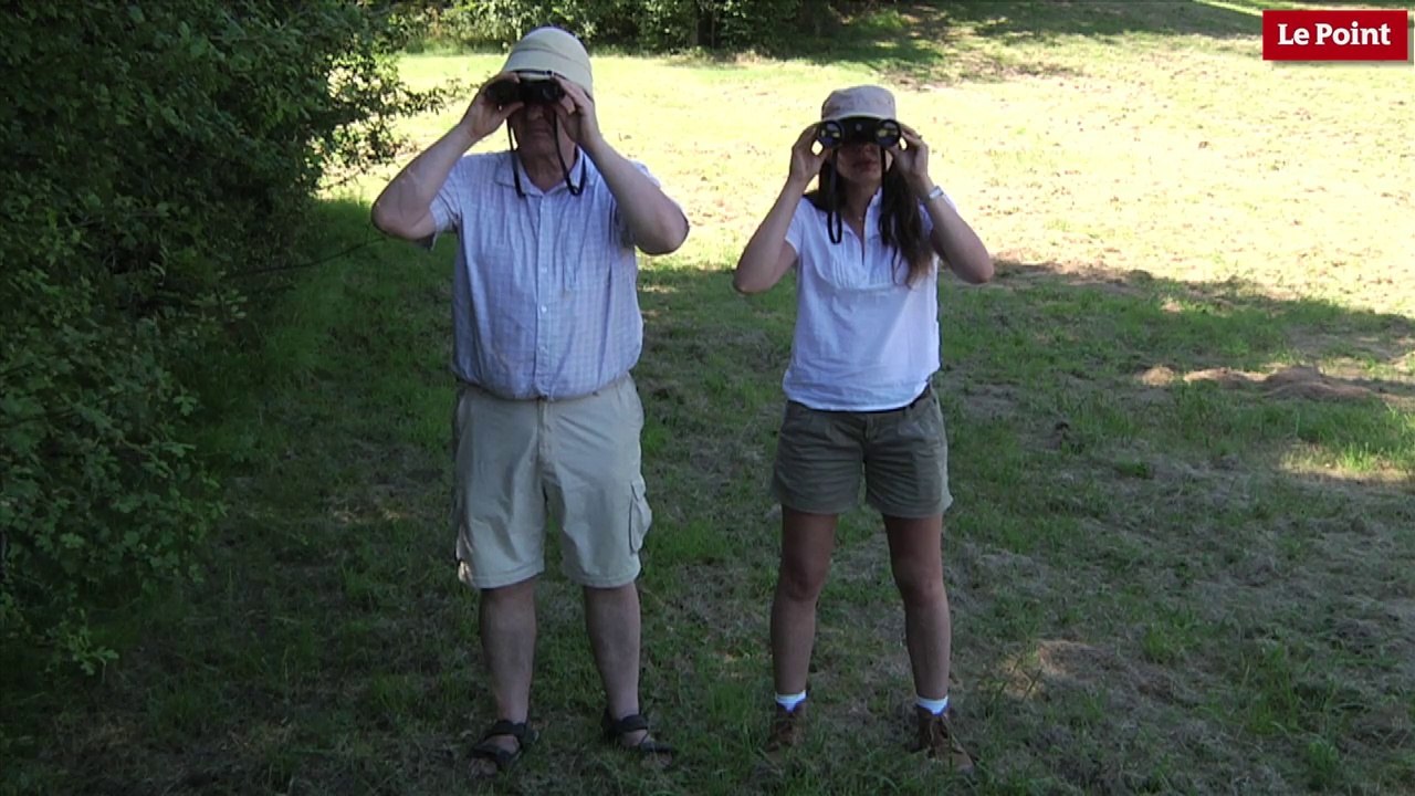 Nos amies les bêtes de sexe : La poule