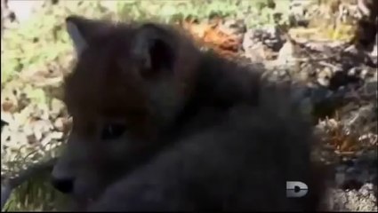 Loup noir du Yellowstone