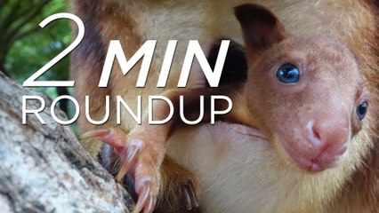 Baby kangaroo, tortoise torture & a "choking" shark