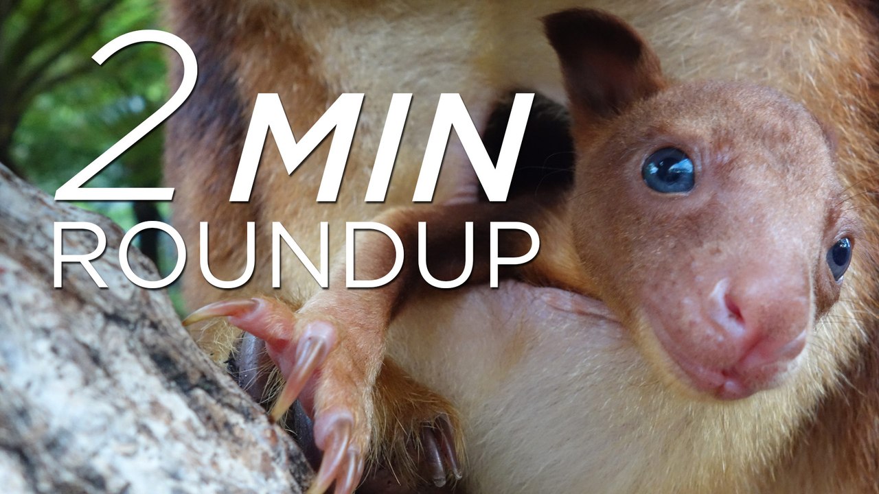 Baby kangaroo, tortoise torture & a "choking" shark