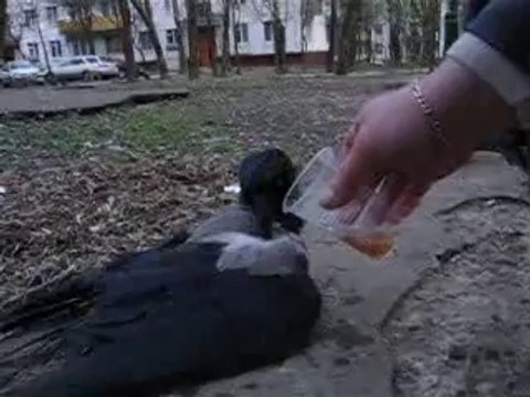 KARGA SARHOŞ OLURSA..!