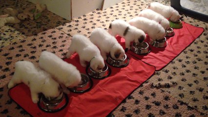 Chiots Montagne des Pyrénées 30 jours