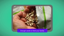 Seed Vault - Non-GMO Vegetable Seeds For Preppers