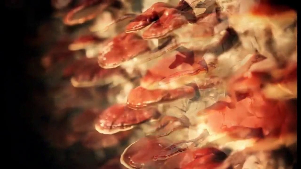 DXN Ganoderma Lucidum - Ganoderma más Café Saludable y sus Beneficios