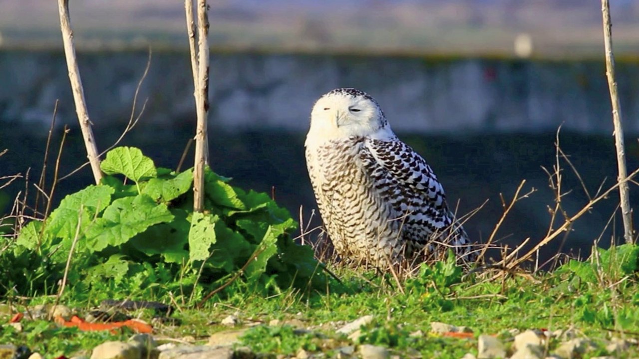 La Couarde sur Mer, havre de paix pour des miliers d'oiseaux migrateurs