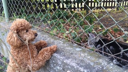 Yoko's first BBQ party