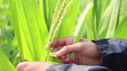 Semence maïs - Castration manuelle et mécanique