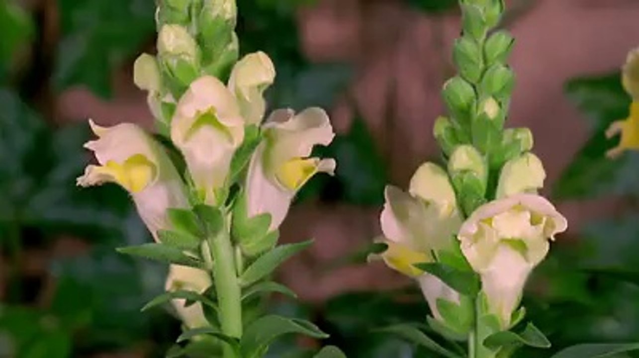 Ouverture de fleurs