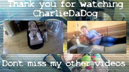 Ağlattığı Bebeğin Gönlünü Almaya Çalışan Köpek