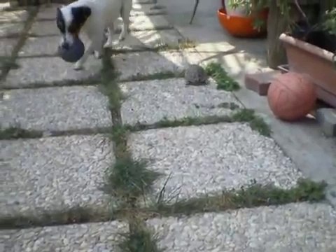 Bu Kaplumbağa Çıldırmış Olmalı