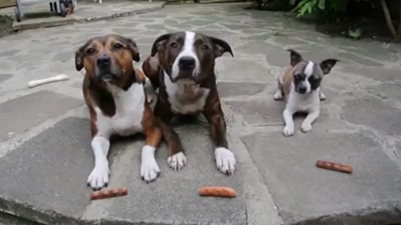 Clever Dog - Funny Video
