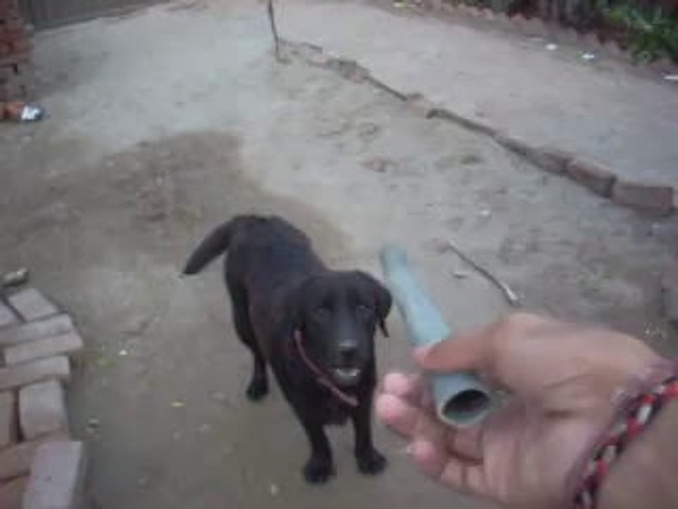 clever pitbull