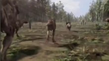 Tyrannosaur Pack-Hunting Theory Aided By New Footprints