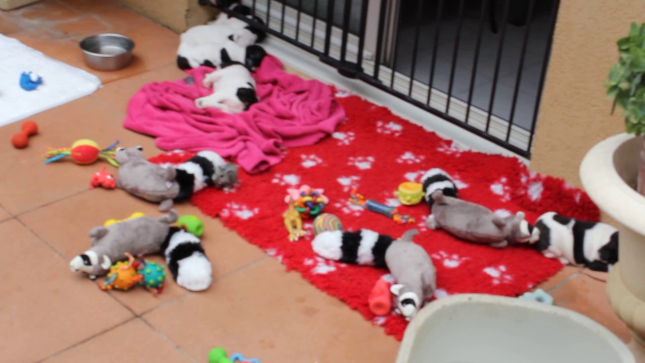 les bébés sur la terrasse