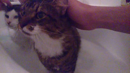 Cats in bath - Chat dans le bain