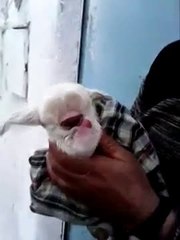 Tek Gözlü Kuzu Allahım Sen Nelere Kadirsin By Daraske