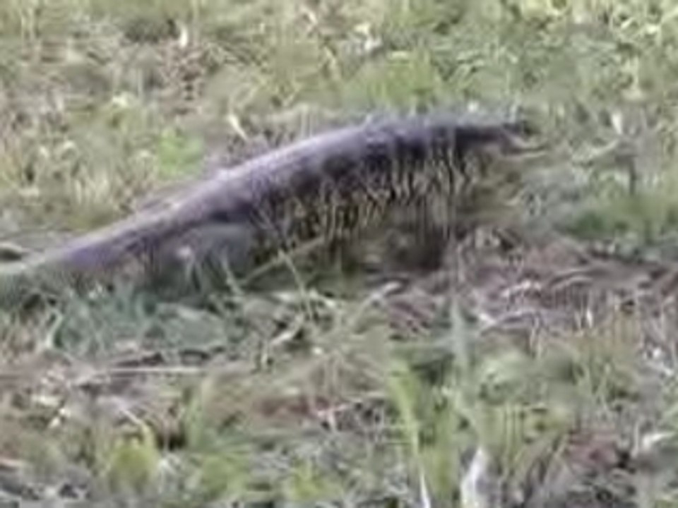 Dog versus Iguana