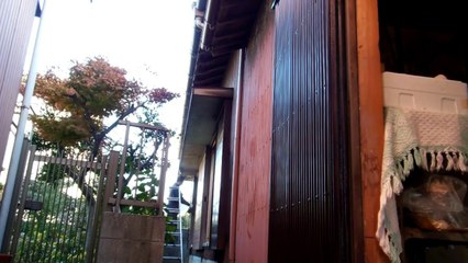 Japanese Farmhouse Renovation - Outside the BIG Shed!