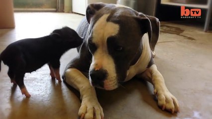 Petit cochon et Pitbull sont meilleurs amis! Adorable...