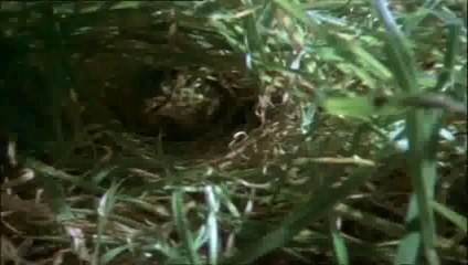 World's Deadliest -- Deadly Owl Attacking Mouse - Best Owl Hunting