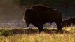 World Deadliest Wild Animals Fighting - Deadliest Buffalo Fighting