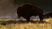 World Deadliest Wild Animals Fighting - Deadliest Buffalo Fighting