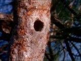 Deadly Snake Trying to kill a Bird Unsuccessfully, Snake falls of from tree, Flying Snake