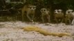 World's Deadliest Attack on King Cobra -- Meerkats Trying to Kill Deadly King Cobra