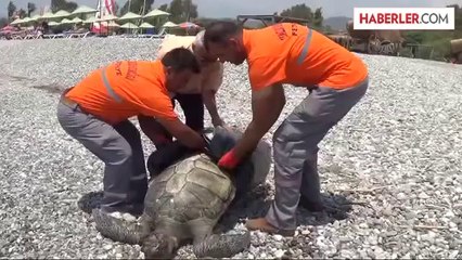 Fethiye'de ölü yeşil deniz kaplumbağası bulundu -