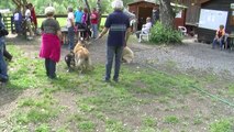 Hautes-Alpes: Concours d'obéissance pour les chiens à St Blaise