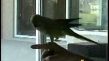 The_Most_Amazing_Parrot_Ever