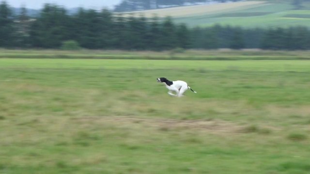 Pointer Hackim de l'aouro ( CH GQ Apollo x Eden de l'aouro)
