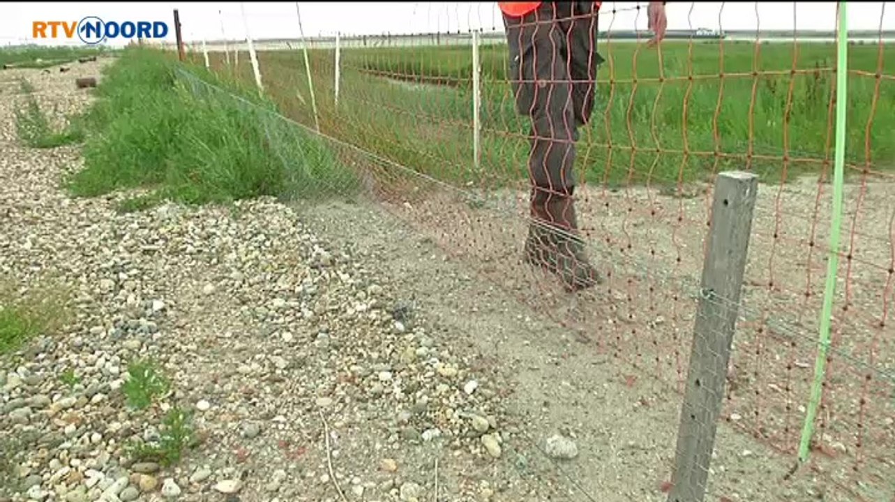 Broedeiland Oterdum: Niet slecht voor een eerste jaar - RTV Noord