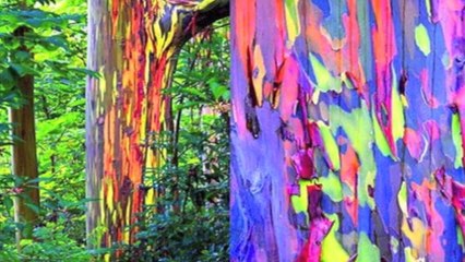 25 Craziest Things Found In Nature