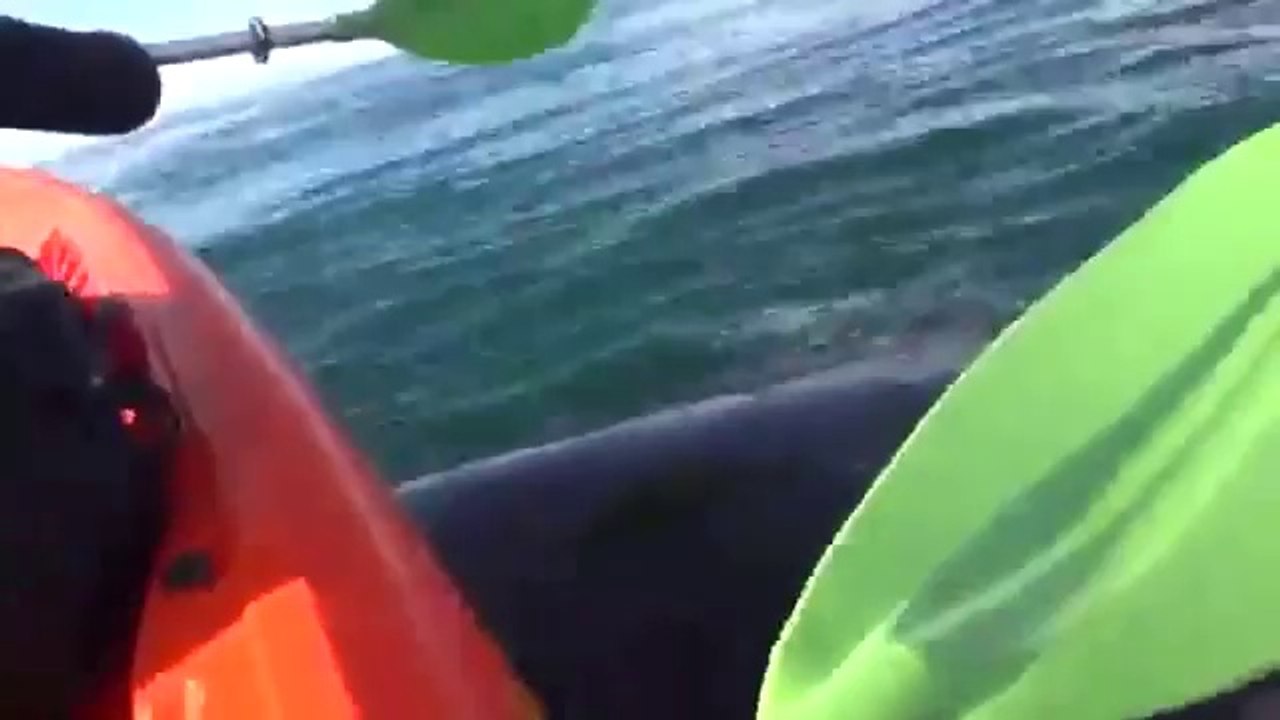 Huge Whale