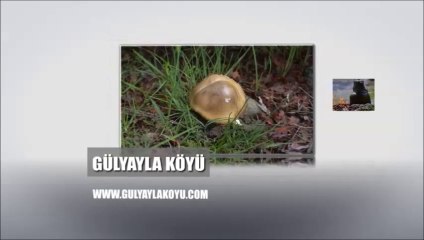 Gülyayla Köyü Yozgat 21